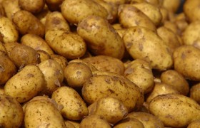 Картофель Картофель
